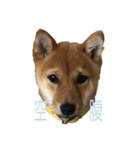 わたしの御犬様（個別スタンプ：16）