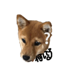 わたしの御犬様（個別スタンプ：17）