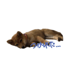 わたしの御犬様（個別スタンプ：19）