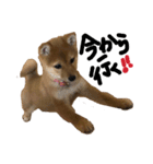 わたしの御犬様（個別スタンプ：20）