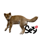 わたしの御犬様（個別スタンプ：22）