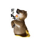 わたしの御犬様（個別スタンプ：23）