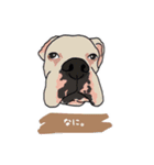 うちのイッヌ(ホワイトボクサー)（個別スタンプ：3）