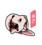 うちのイッヌ(ホワイトボクサー)（個別スタンプ：7）