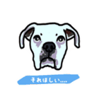 うちのイッヌ(ホワイトボクサー)（個別スタンプ：9）