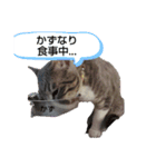 かずなり(一成)専用銀ちゃんスタンプ（個別スタンプ：2）