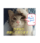 かずなり(一成)専用銀ちゃんスタンプ（個別スタンプ：4）