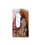 かずなり(一成)専用銀ちゃんスタンプ（個別スタンプ：5）