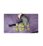 かずなり(一成)専用銀ちゃんスタンプ（個別スタンプ：8）