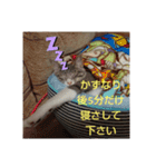 かずなり(一成)専用銀ちゃんスタンプ（個別スタンプ：12）