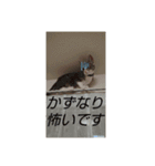 かずなり(一成)専用銀ちゃんスタンプ（個別スタンプ：14）