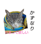 かずなり(一成)専用銀ちゃんスタンプ（個別スタンプ：16）