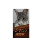 かずなり(一成)専用銀ちゃんスタンプ（個別スタンプ：17）