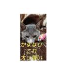 かずなり(一成)専用銀ちゃんスタンプ（個別スタンプ：20）