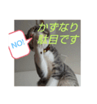 かずなり(一成)専用銀ちゃんスタンプ（個別スタンプ：22）