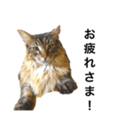 ねこのふうた（個別スタンプ：1）