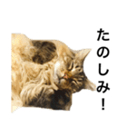 ねこのふうた（個別スタンプ：23）