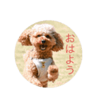 ゲント（トイプードル）スタンプ（犬）（個別スタンプ：1）