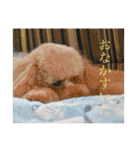 ゲント（トイプードル）スタンプ（犬）（個別スタンプ：3）