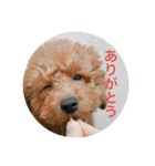 ゲント（トイプードル）スタンプ（犬）（個別スタンプ：4）