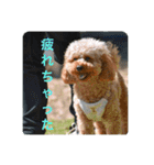 ゲント（トイプードル）スタンプ（犬）（個別スタンプ：5）