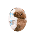ゲント（トイプードル）スタンプ（犬）（個別スタンプ：7）