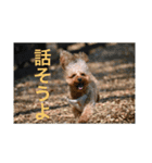 ゲント（トイプードル）スタンプ（犬）（個別スタンプ：8）