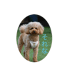 ゲント（トイプードル）スタンプ（犬）（個別スタンプ：10）