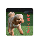ゲント（トイプードル）スタンプ（犬）（個別スタンプ：11）