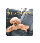 ゲント（トイプードル）スタンプ（犬）（個別スタンプ：12）