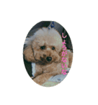 ゲント（トイプードル）スタンプ（犬）（個別スタンプ：13）