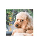 ゲント（トイプードル）スタンプ（犬）（個別スタンプ：14）
