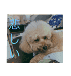 ゲント（トイプードル）スタンプ（犬）（個別スタンプ：15）