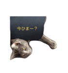 リリブルスタンプ（個別スタンプ：5）