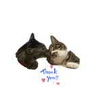 猫達の日常会話（個別スタンプ：1）