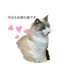 猫達の日常会話（個別スタンプ：3）
