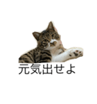 猫達の日常会話（個別スタンプ：5）