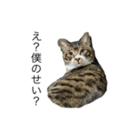 猫達の日常会話（個別スタンプ：8）