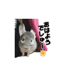 チンチラチョビのちょびっとスタンプ。（個別スタンプ：4）