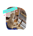 ミーアキャットのまる＆かっちゃん（個別スタンプ：6）