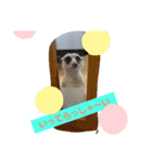 ミーアキャットのまる＆かっちゃん（個別スタンプ：7）