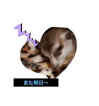 ミーアキャットのまる＆かっちゃん（個別スタンプ：8）