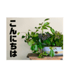 おしゃれ花の写真③（個別スタンプ：6）