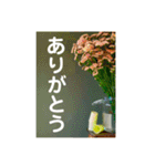 おしゃれ花の写真③（個別スタンプ：7）