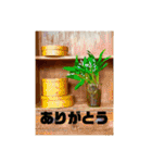 おしゃれ花の写真③（個別スタンプ：8）