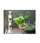 おしゃれ花の写真③（個別スタンプ：11）