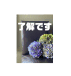 おしゃれ花の写真③（個別スタンプ：12）
