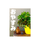 おしゃれ花の写真③（個別スタンプ：20）