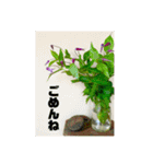 おしゃれ花の写真③（個別スタンプ：24）