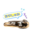 ブルート軍団 チャーリー（個別スタンプ：7）